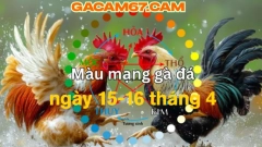 GACAM67 | Đá Gà Trực Tiếp Bình Luận Viên Hôm Nay Thomo C1 C2 C3 C4 C5 Hôm Nay Mới Nhất