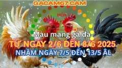 GACAM67 | Đá Gà Trực Tiếp Bình Luận Viên Hôm Nay Thomo C1 C2 C3 C4 C5 Hôm Nay Mới Nhất