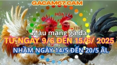 GACAM67 | Đá Gà Trực Tiếp Bình Luận Viên Hôm Nay Thomo C1 C2 C3 C4 C5 Hôm Nay Mới Nhất