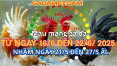 GACAM67 | Đá Gà Trực Tiếp Bình Luận Viên Hôm Nay Thomo C1 C2 C3 C4 C5 Hôm Nay Mới Nhất