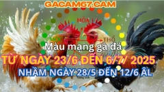 GACAM67 | Đá Gà Trực Tiếp Bình Luận Viên Hôm Nay Thomo C1 C2 C3 C4 C5 Hôm Nay Mới Nhất